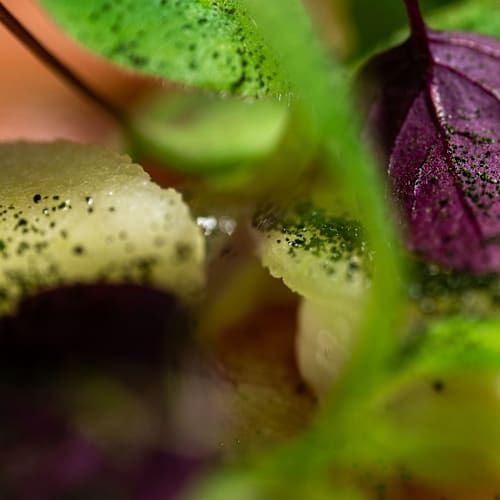 JEF Gastrobar, Maastricht