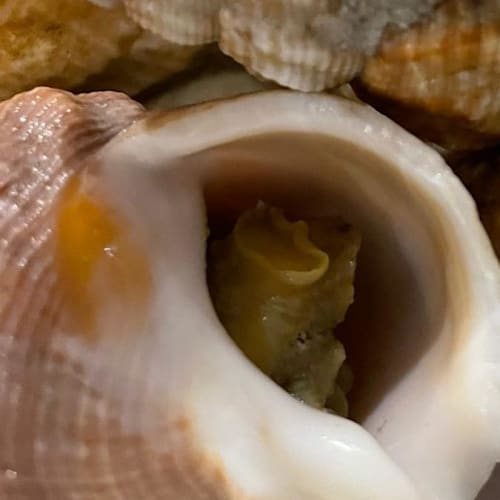 Le Bistrot Napoleon, Catania