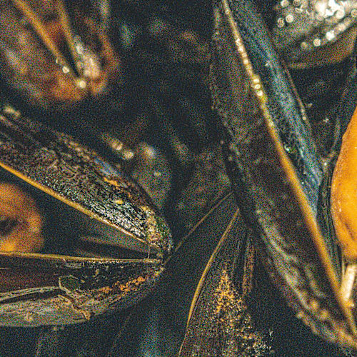 Mercadante Pizza e Cucina, Altamura