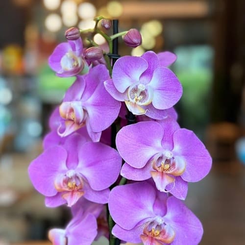 AYAKO SUSHI Cagnes-sur-Mer, Cagnes-sur-Mer