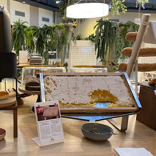 Brunch du Jungle , Toulouse