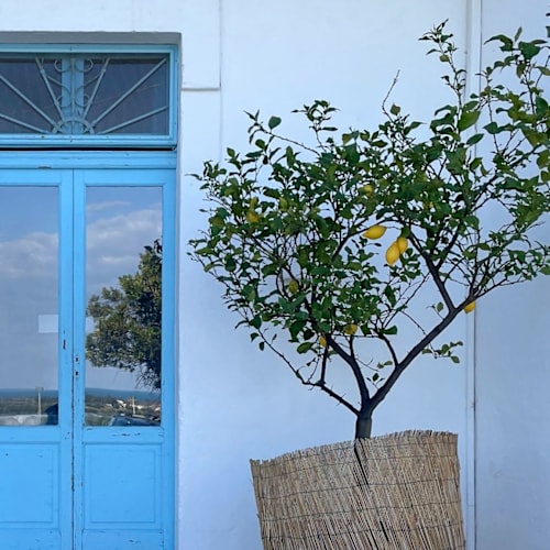 La Locanda di Felisiano, Monopoli