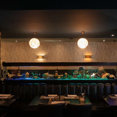 Noori Fusion, Amsterdam