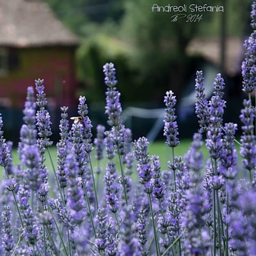 Agriturismo Boccapane, Ruino