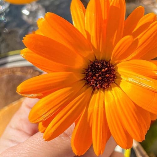 Ferme Auberge la Baie des Anges, La Ciotat