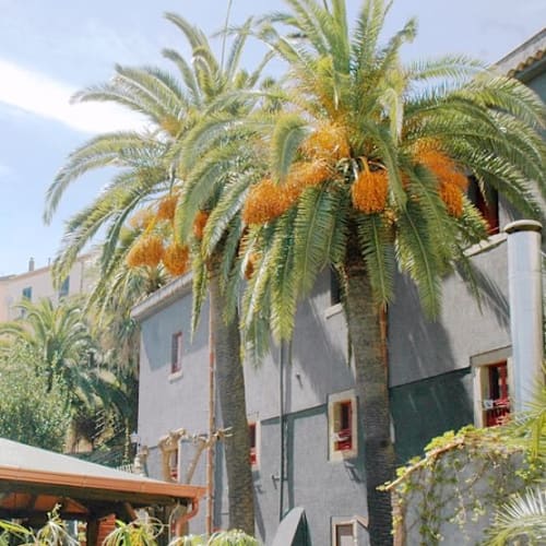 Osteria Pizzeria Delle Palme, Naso