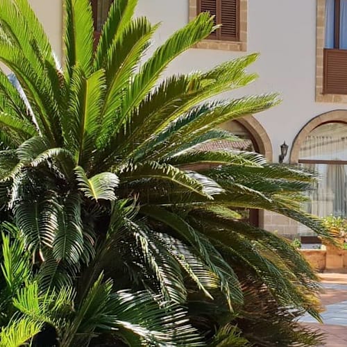 Antica Masseria Martuccio, Mesagne