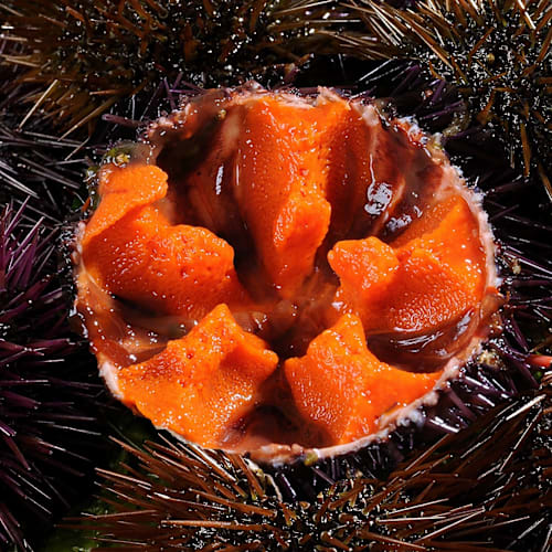 Coquillages du Roy René (Poissons - Coquillages), Aix-en-Provence