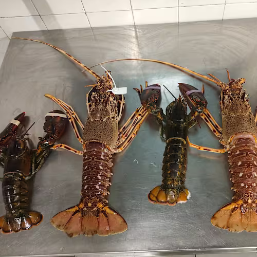 Trattoria La Rotonda, Santa Margherita