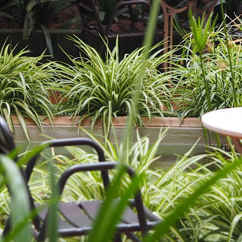 El Jardí de L'Ateneu, Barcelona