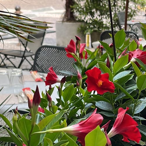 La Taverna di Leonardo, Brivio