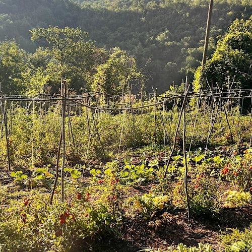 Bio Agriturismo Il Vigno, Caprese Michelangelo
