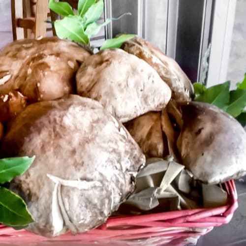 Il Contedino, Monteroni d'Arbia