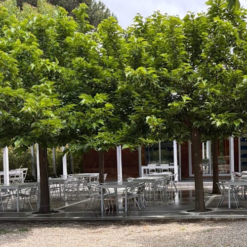 Il giardino delle delizie, Marina di Massa