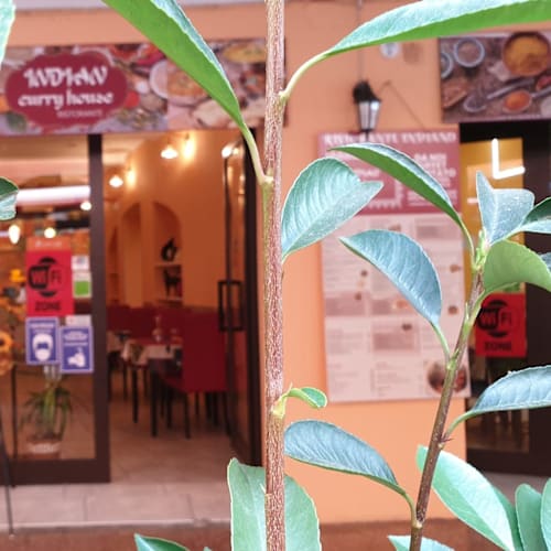 Curry house Bologna, Bologna