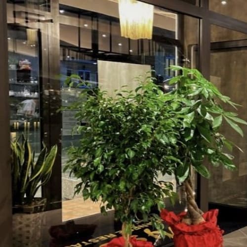 My Sushi Restaurant, Scorzè