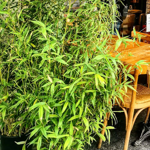Chez Funda, Paris