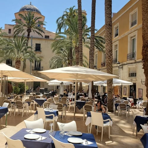 Rosa, Alicante (Alacant)