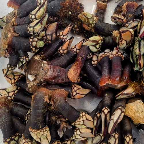 Albari Gastrobar, Barcelona