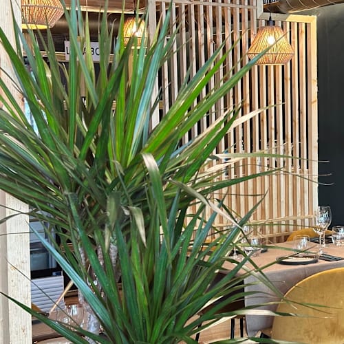 Changke Sushi, Madrid