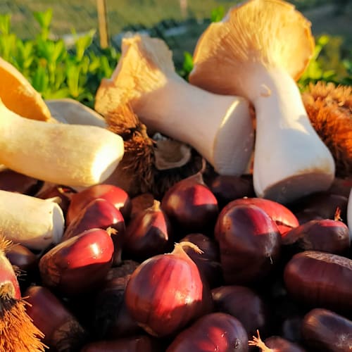 Agriturismo I Cardinali, Santa Marinella