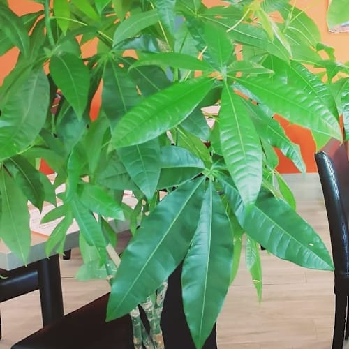 Restaurant O'250, Gémenos