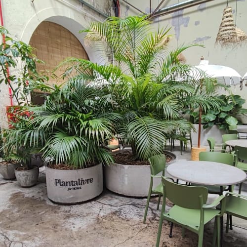 Oito, Lisboa