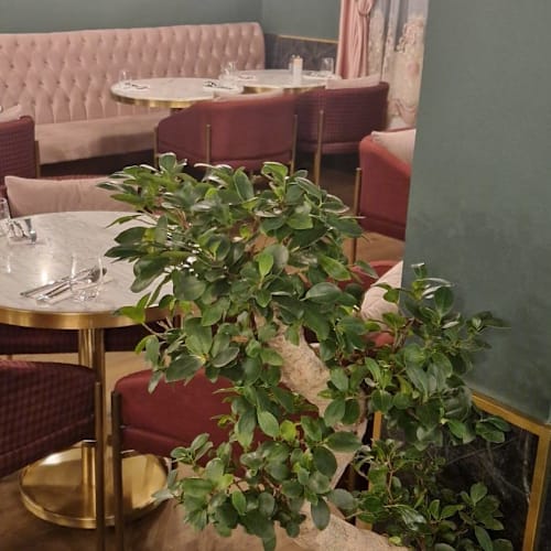 Restaurant Le Figuier, Geneva