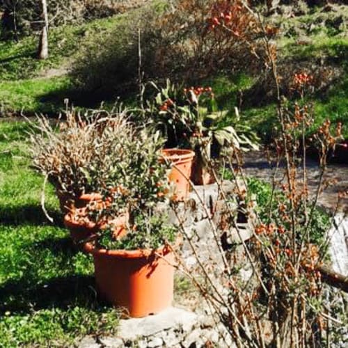 Bernardone, Camaiore