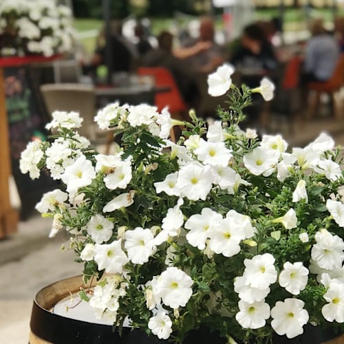 Bistrot du 9 - Golf du Tremblay sur Mauldre, Le Tremblay-sur-Mauldre