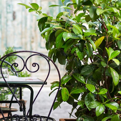 Trattoria de Gli Amici, Roma