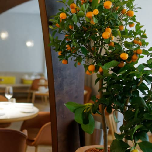 Nomicos, Paris
