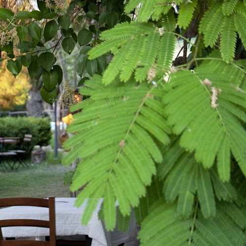 Agriturismo Terra di Pace - Café de la Paix, Noto