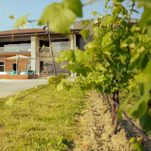Cantina Ventiventi, Medolla