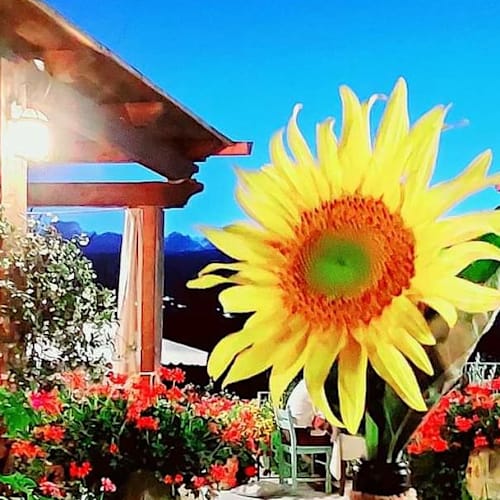 La Sosta di Bacco, Ischia