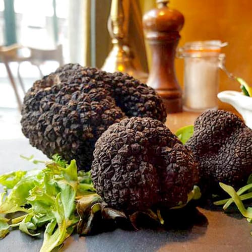 Le Jeu de l'Arc, Genève