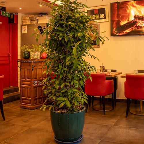 Zama, Paris