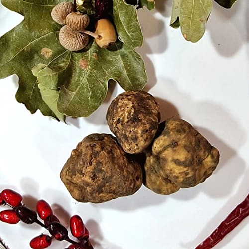 Angolo Divino, Acqui Terme