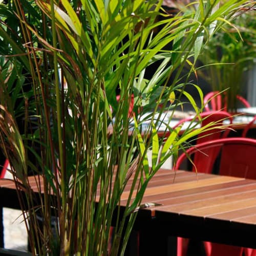 Udon - Noodle Bar & Restaurant, Lisboa