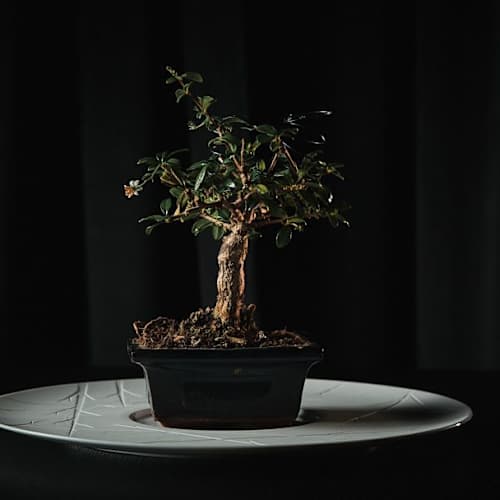 Verified Reviews 2026 - Blind Porto | TheFork