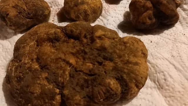 Tartufo bianco
