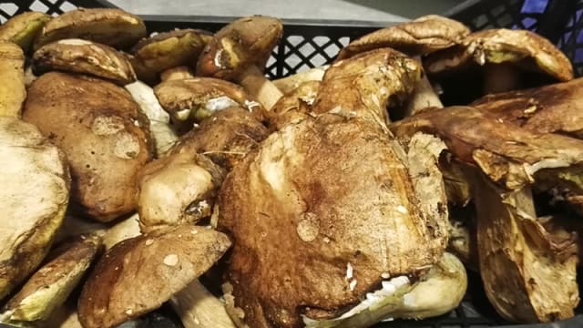 Funghi porcini