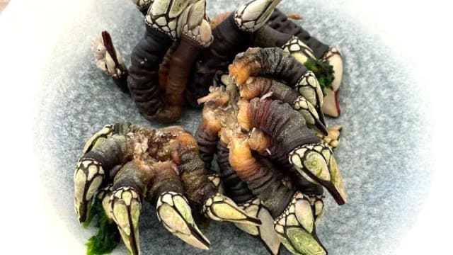 Percebes