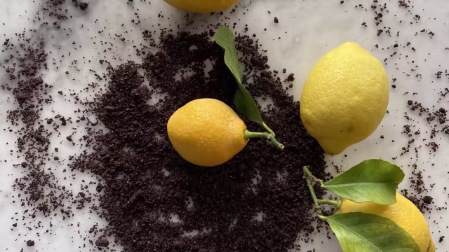 Le citron de Nice en trompe l'oeil 