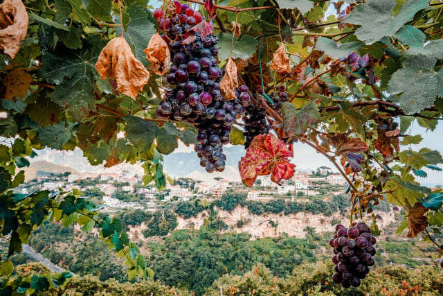 Cantina degli Templari