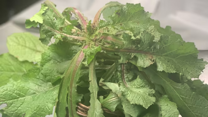 Trattoria Pugliese - 2