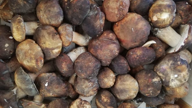 Elettra dal 1922 - Roma - 2