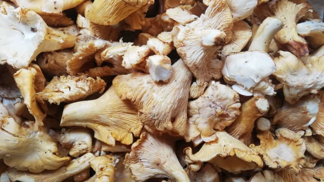 Elettra dal 1922 - Roma - 1