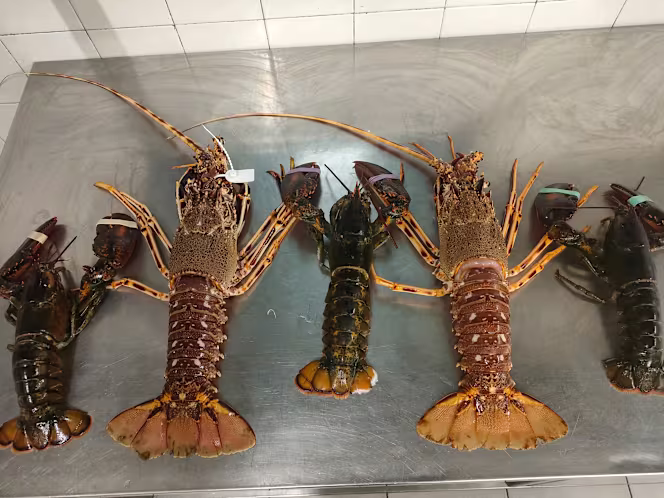 Trattoria La Rotonda - 0