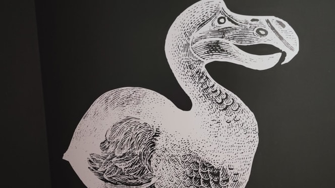 Le Dodo Blanc - Avignon / Les Angles - 0